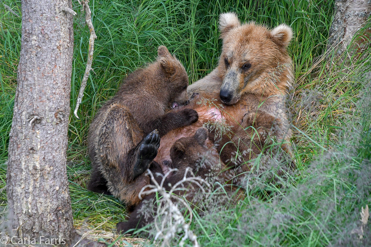 Grazer (128) & cubs