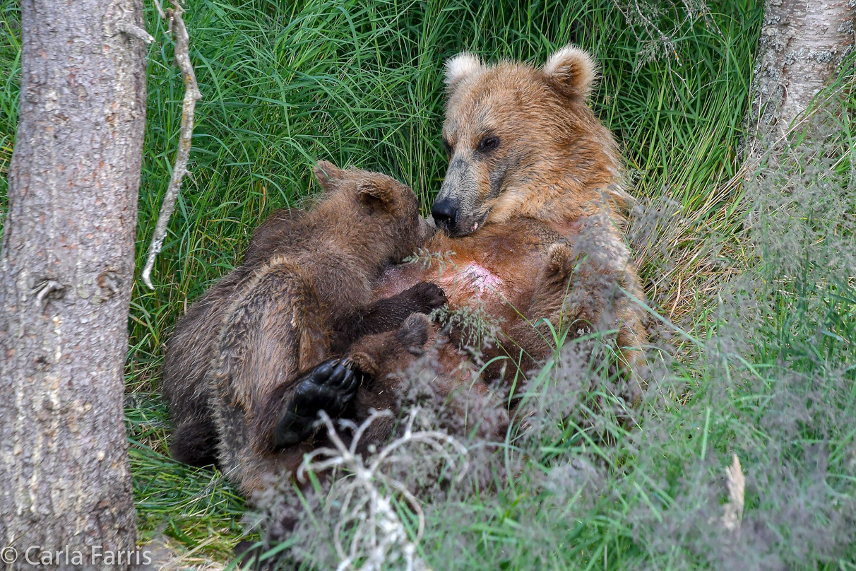 Grazer (128) & cubs