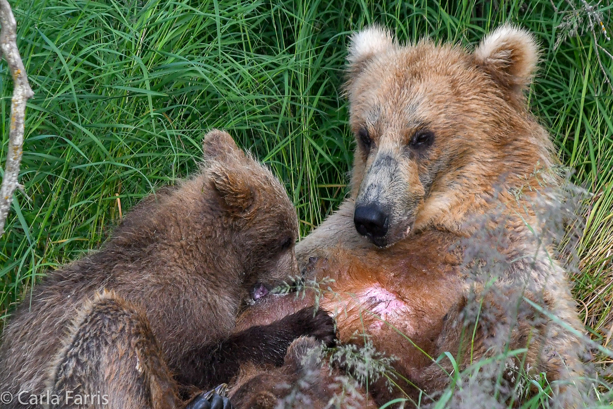 Grazer (128) & cubs