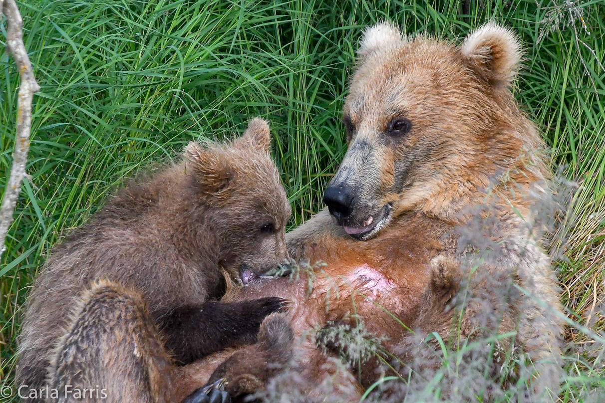 Grazer (128) & cubs