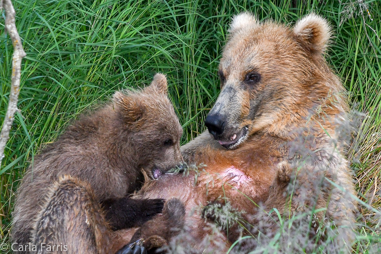 Grazer (128) & cubs