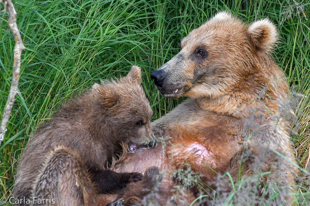 Grazer (128) & cubs