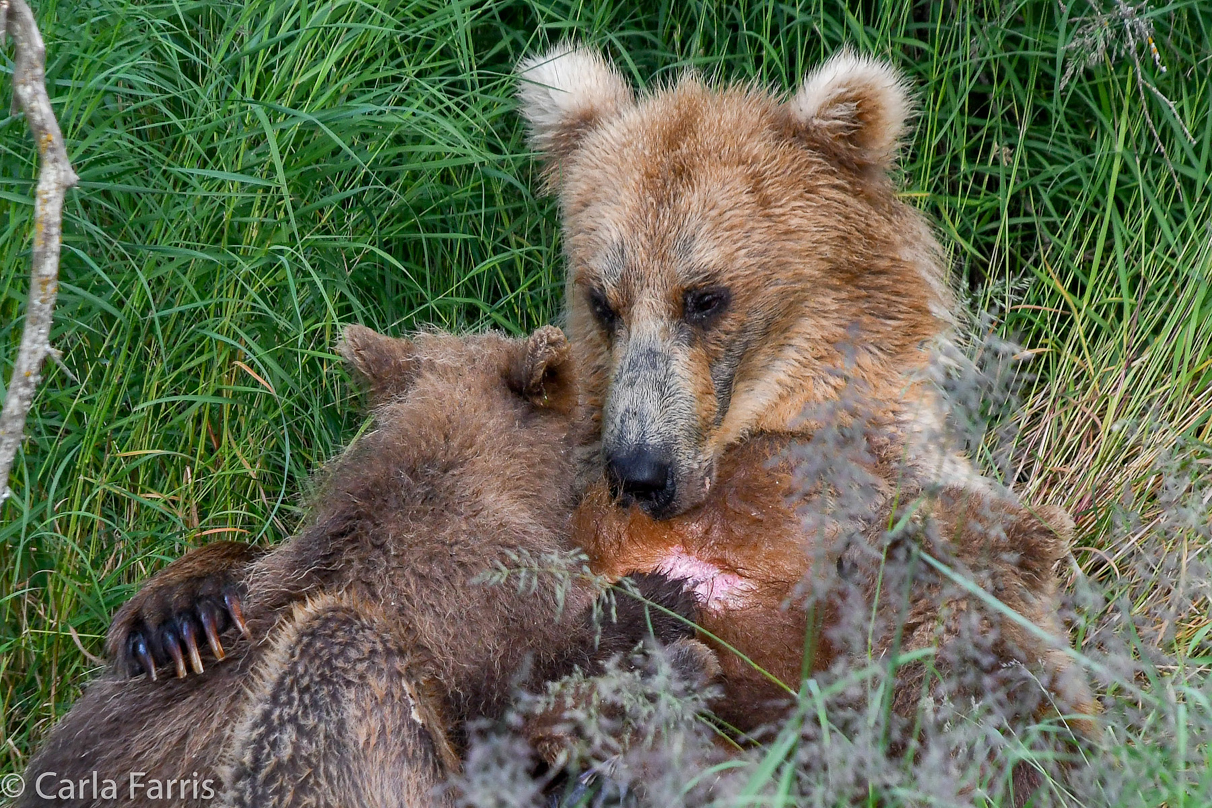 Grazer (128) & cubs