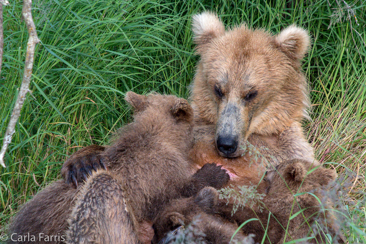 Grazer (128) & cubs