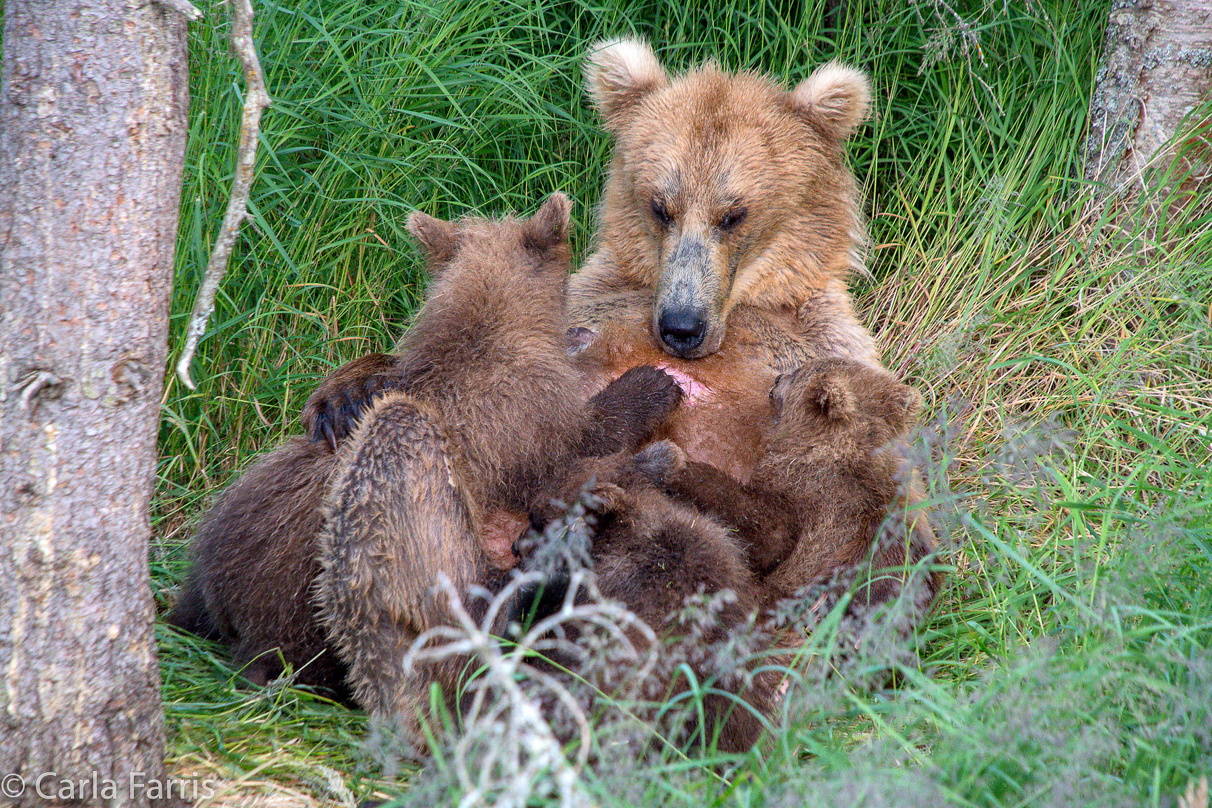 Grazer (128) & cubs