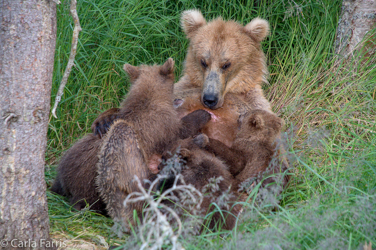 Grazer (128) & cubs