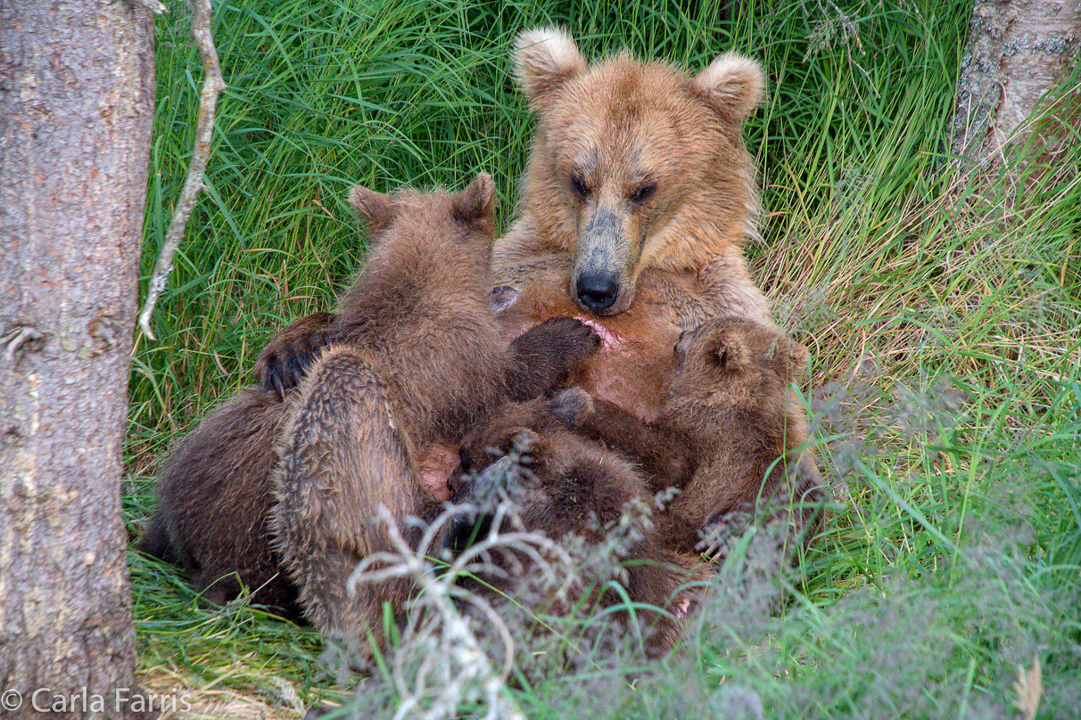 Grazer (128) & cubs