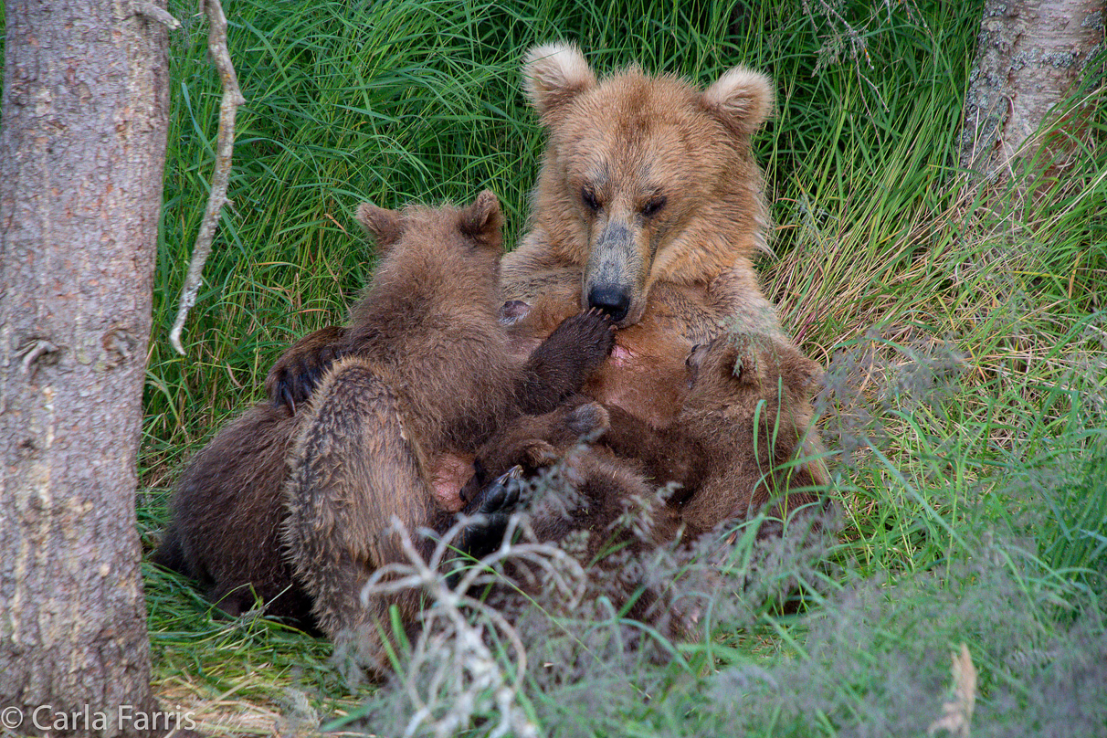 Grazer (128) & cubs