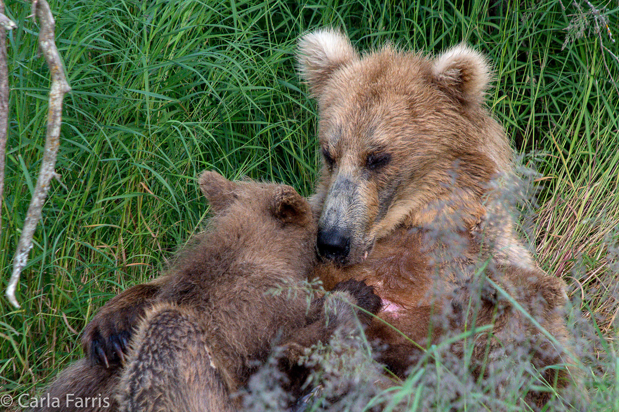 Grazer (128) & cubs