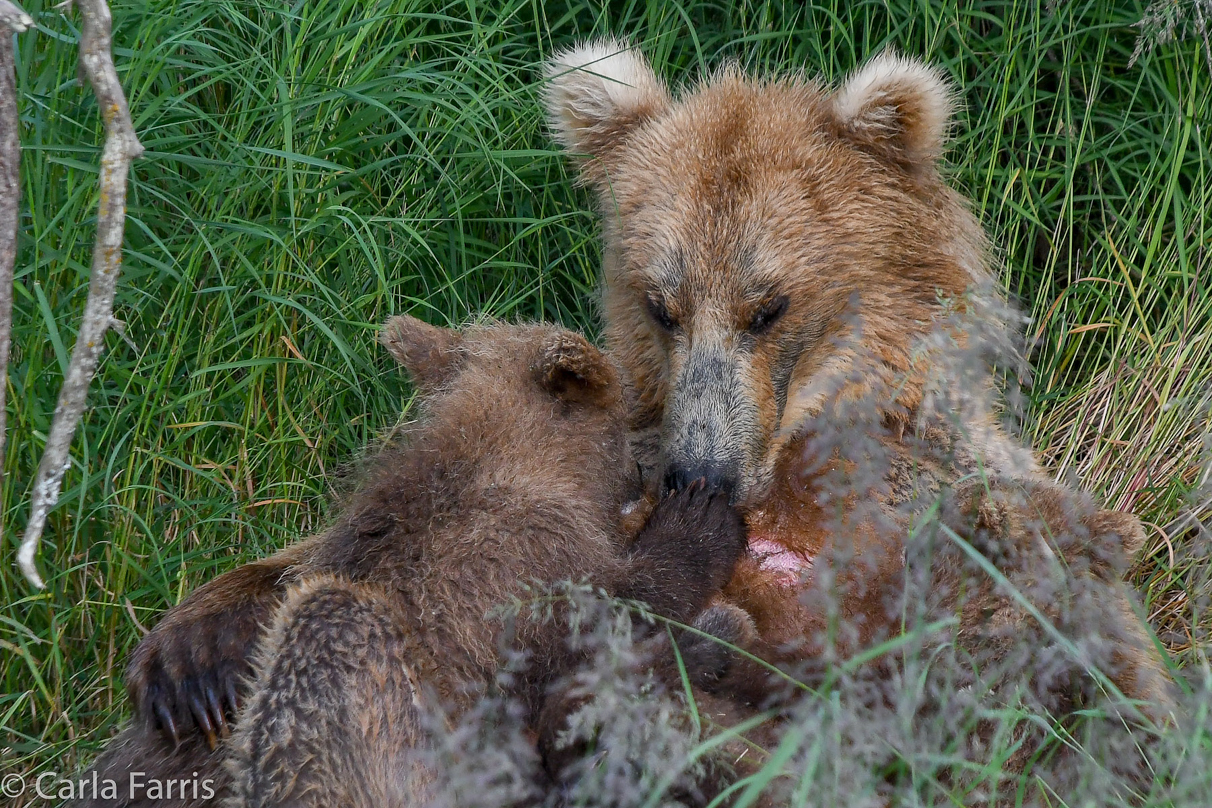 Grazer (128) & cubs