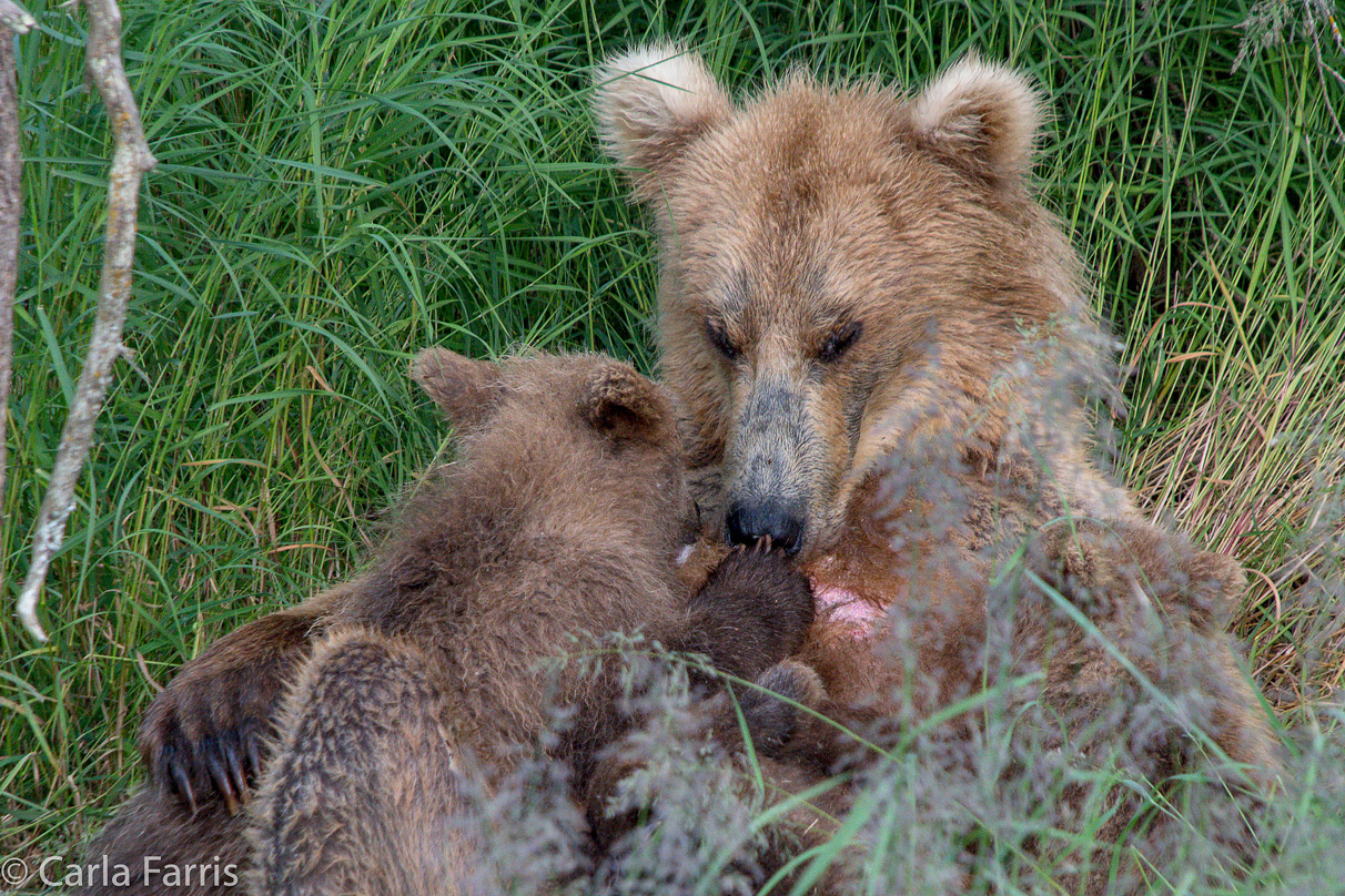 Grazer (128) & cubs