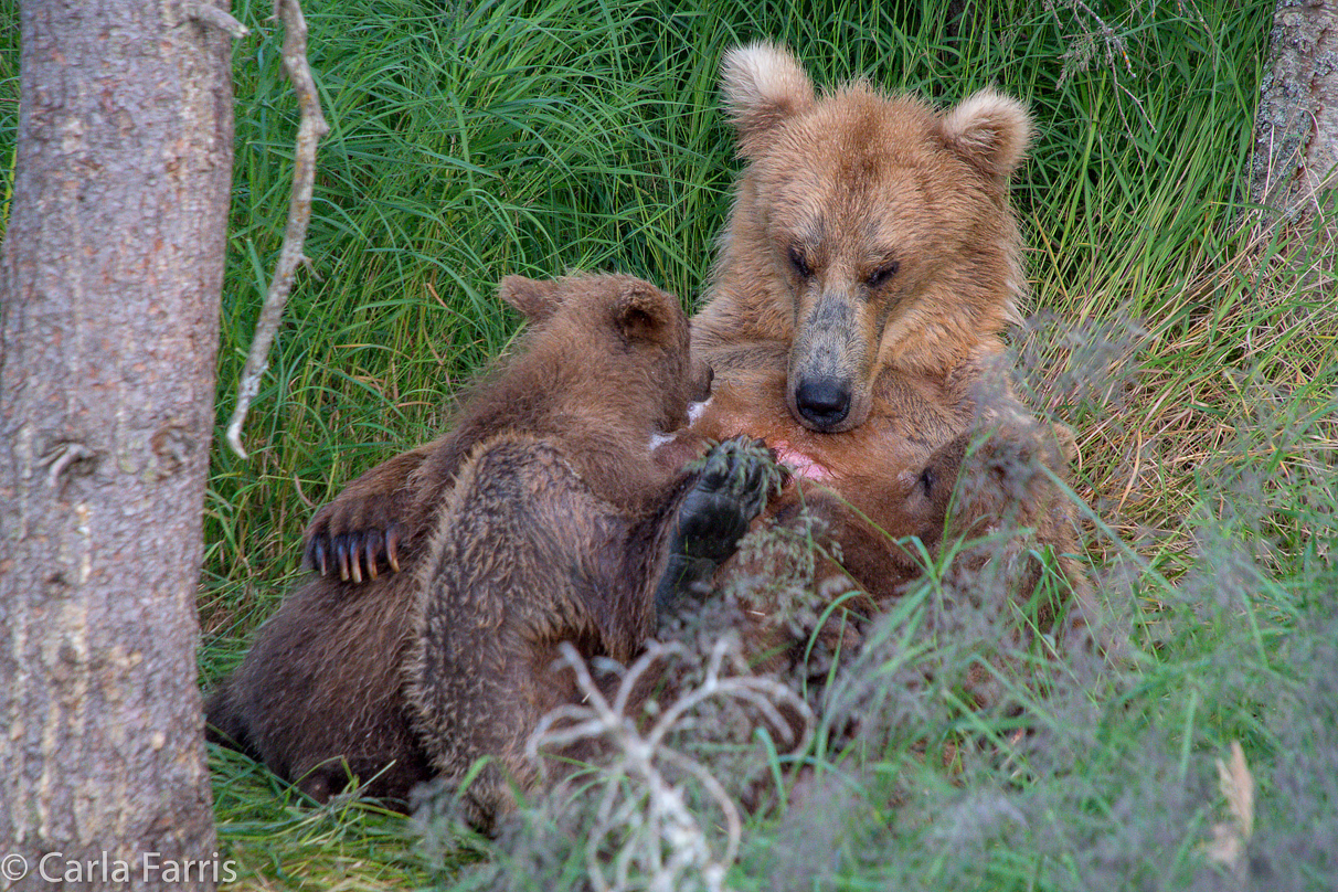 Grazer (128) & cubs