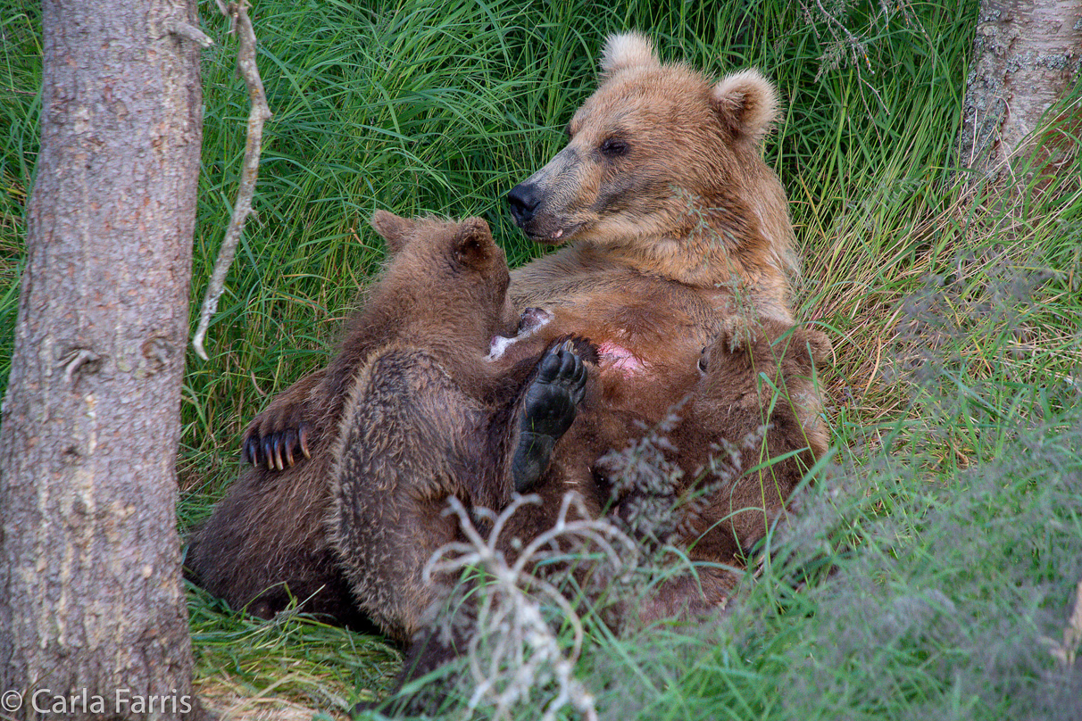 Grazer (128) & cubs