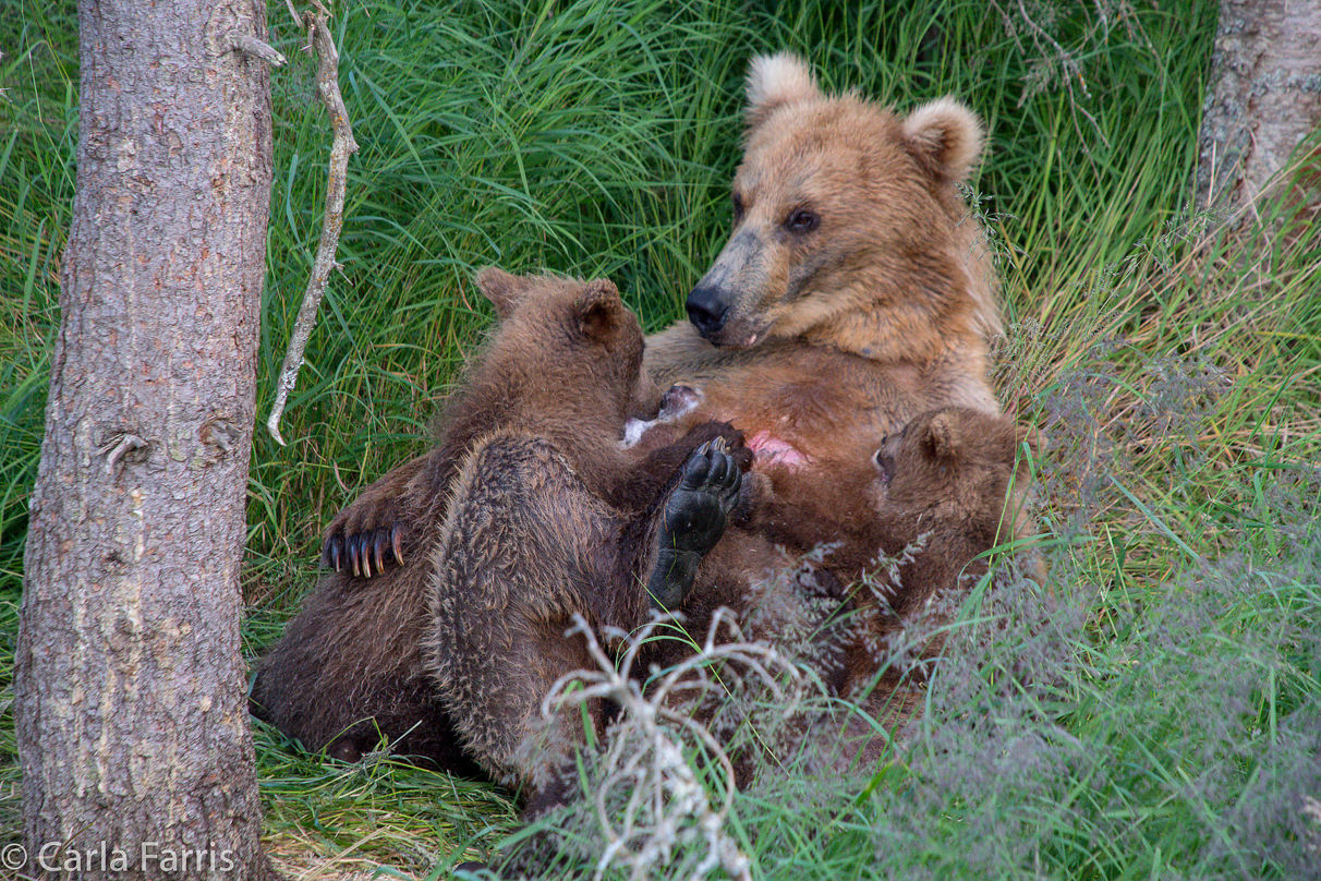 Grazer (128) & cubs