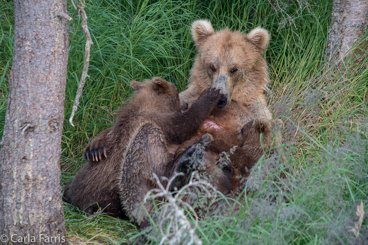 Grazer (128) & cubs