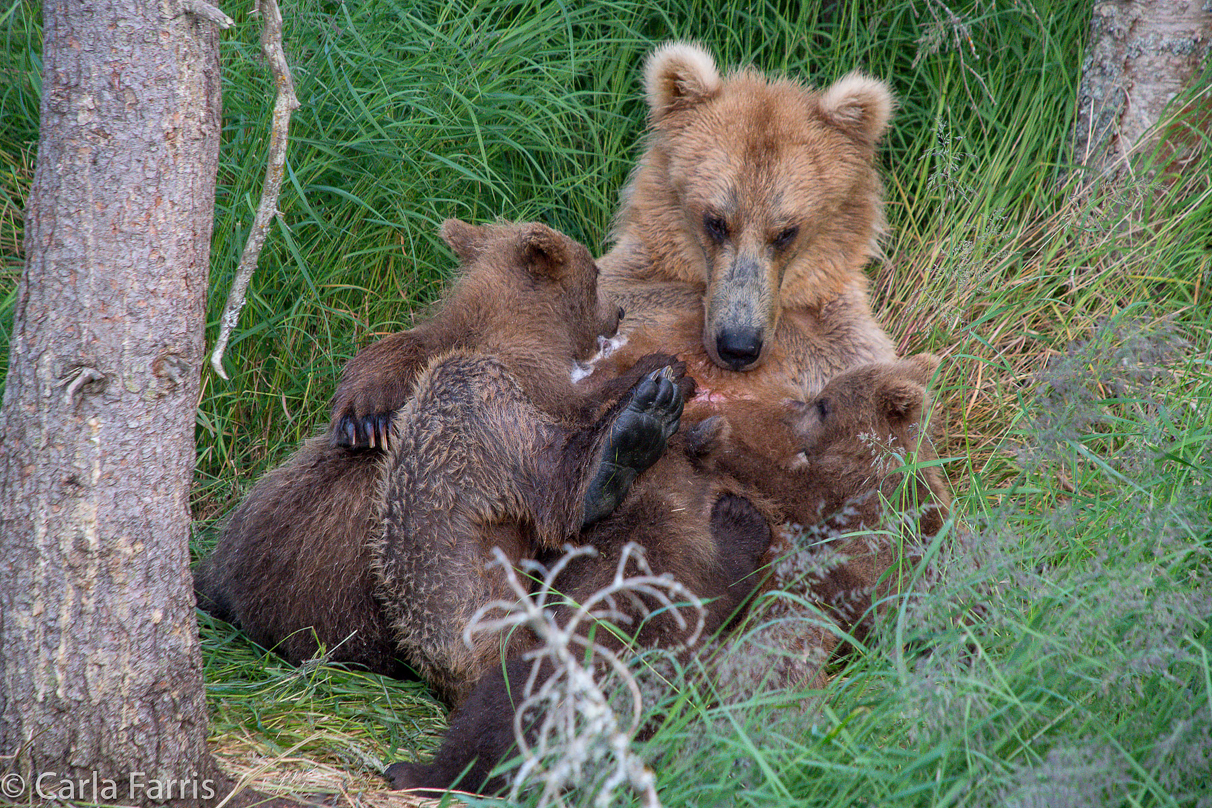 Grazer (128) & cubs