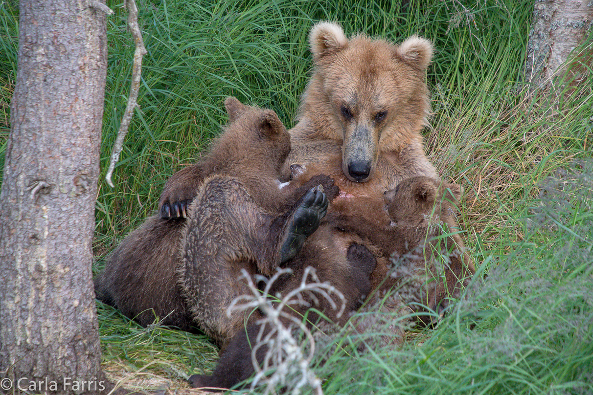 Grazer (128) & cubs