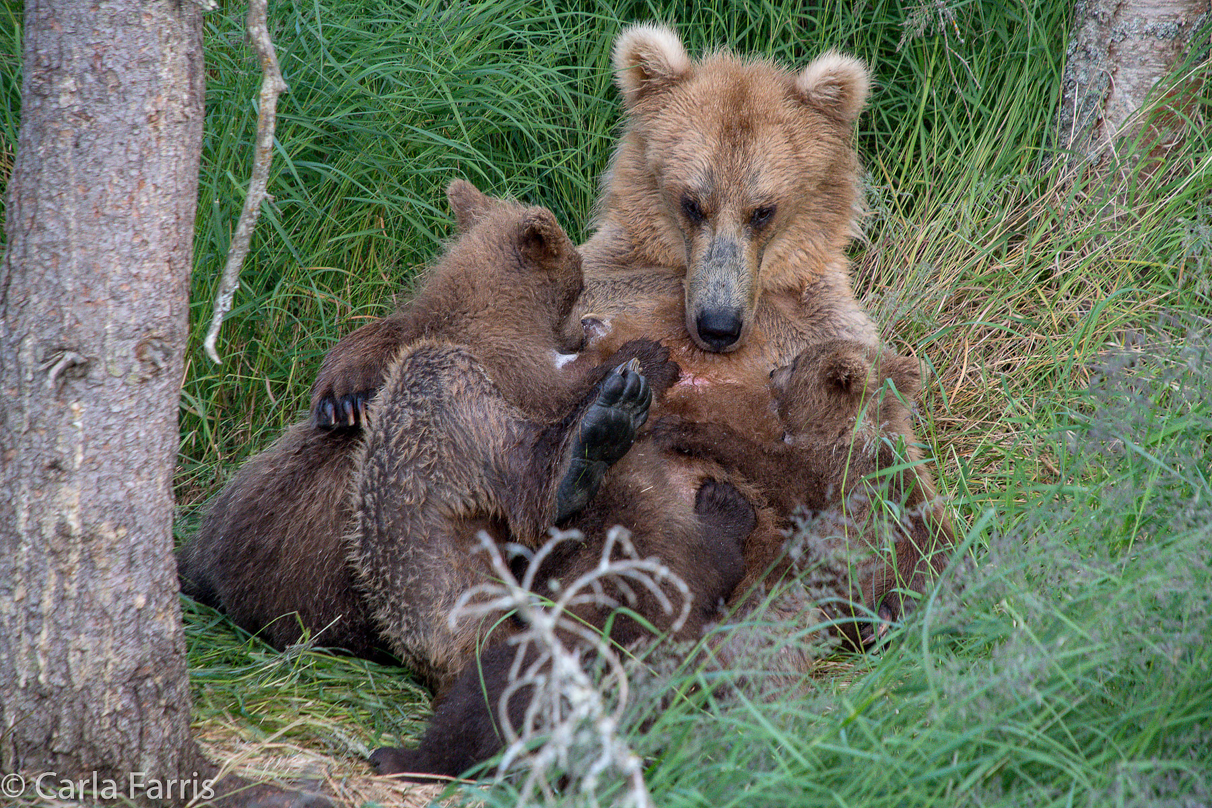 Grazer (128) & cubs