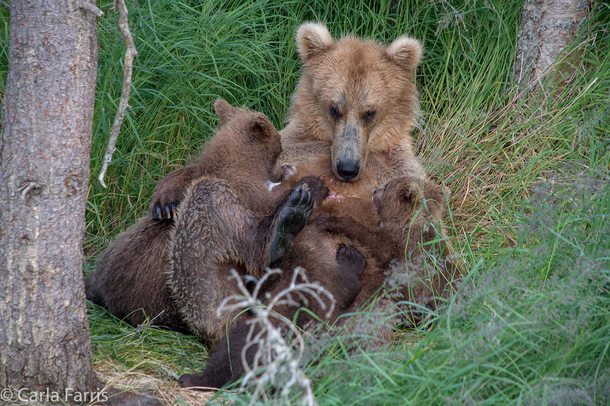 Grazer (128) & cubs