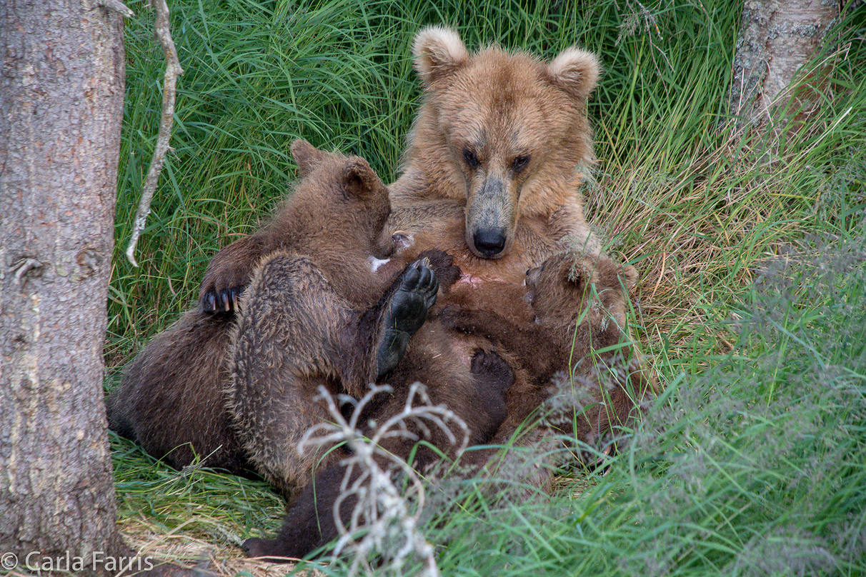 Grazer (128) & cubs