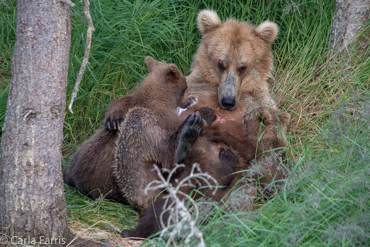 Grazer (128) & cubs