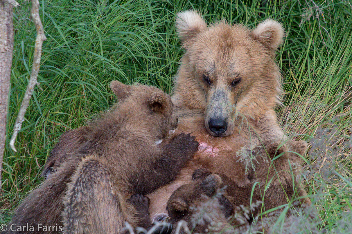 Grazer (128) & cubs