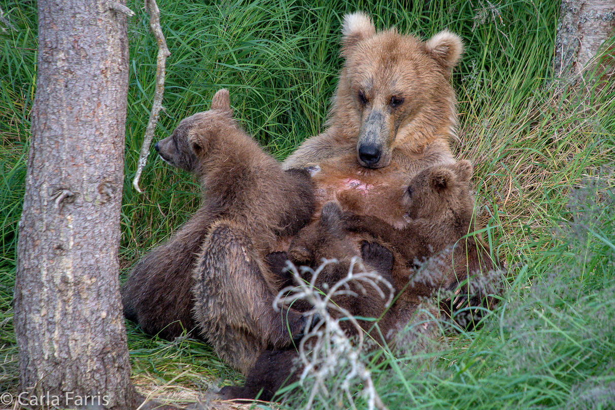 Grazer (128) & cubs