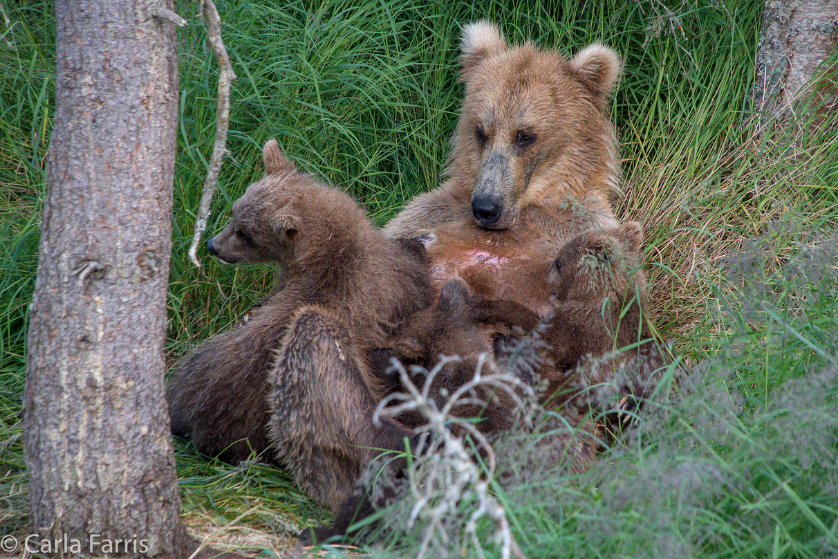 Grazer (128) & cubs