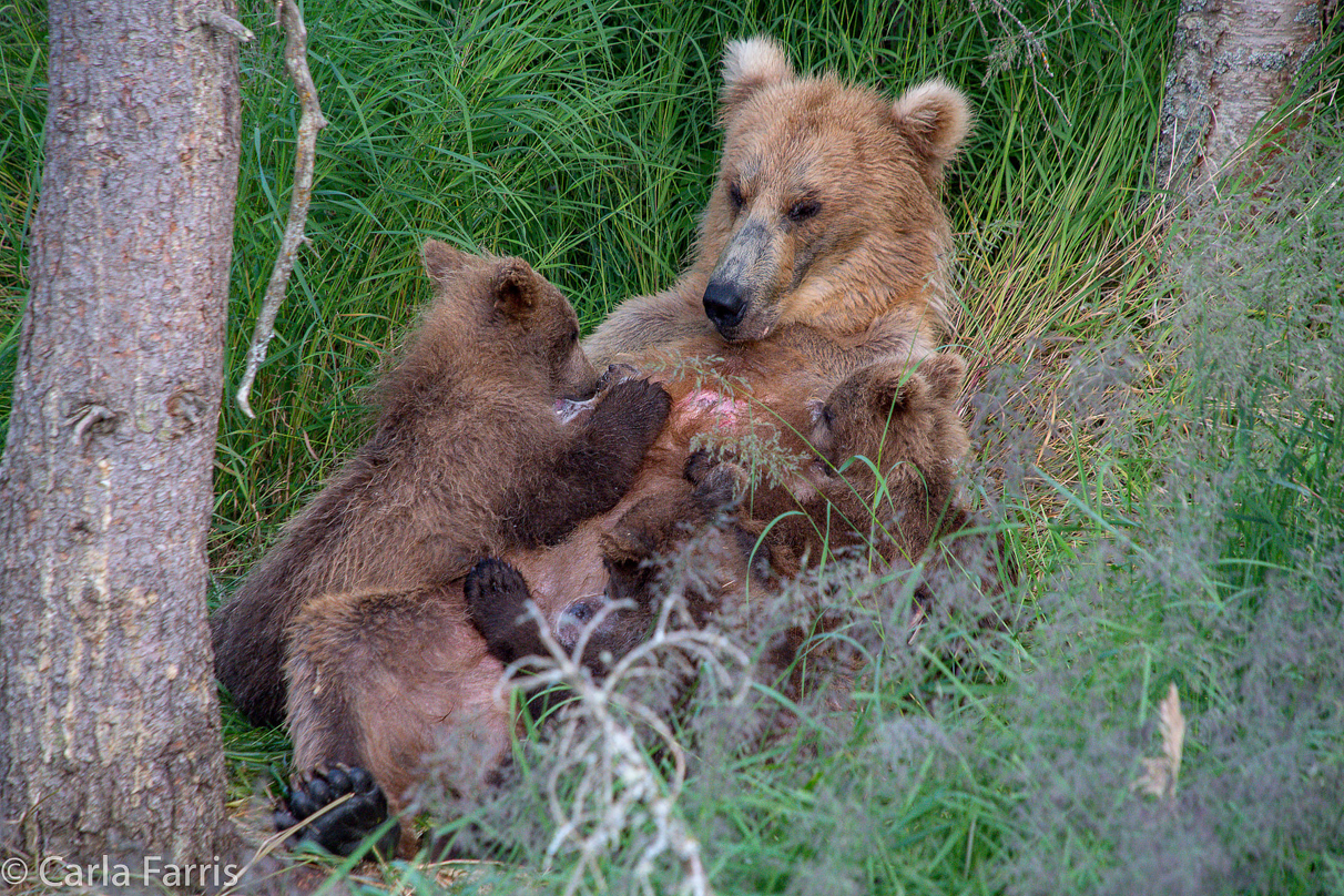 Grazer (128) & cubs