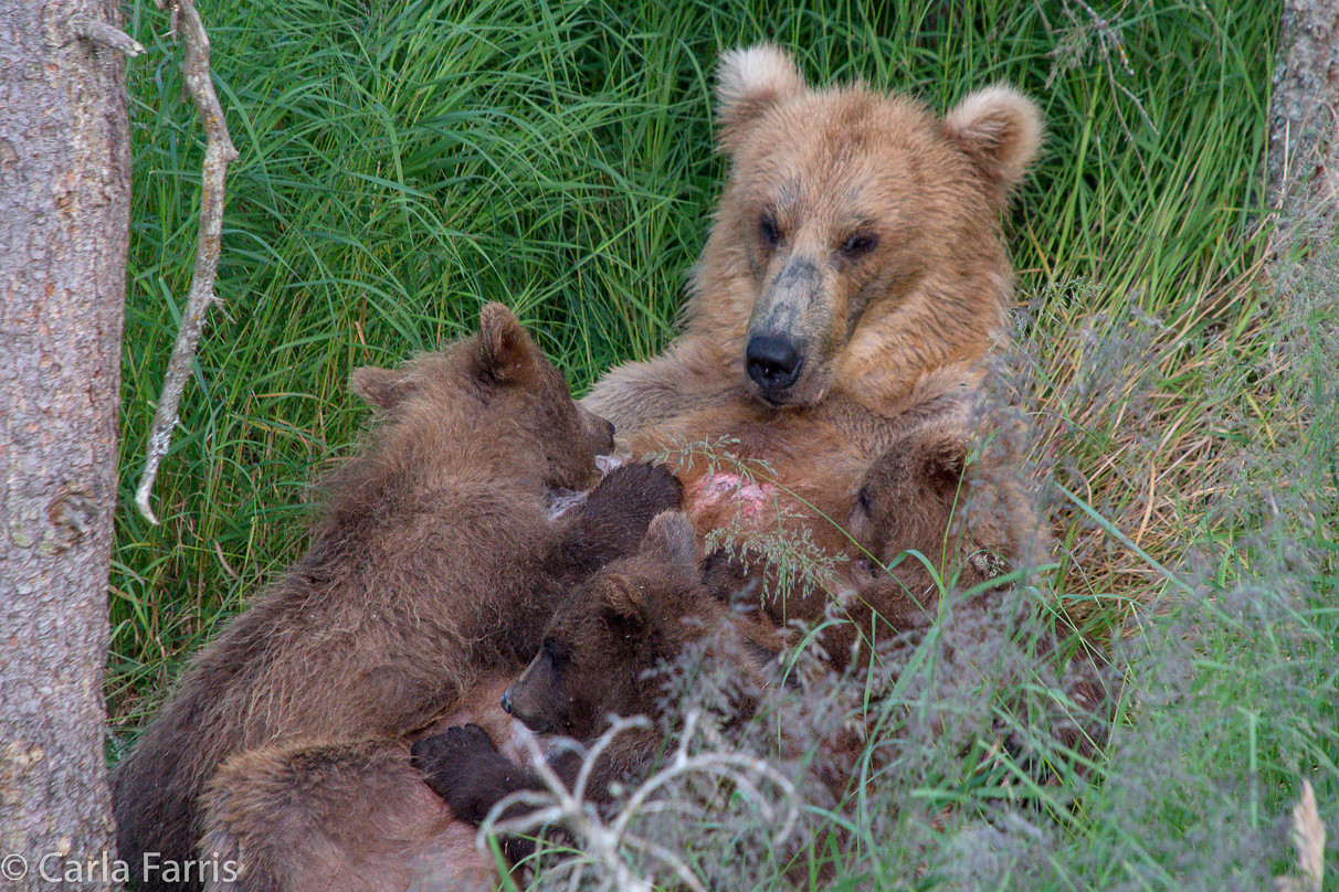 Grazer (128) & cubs