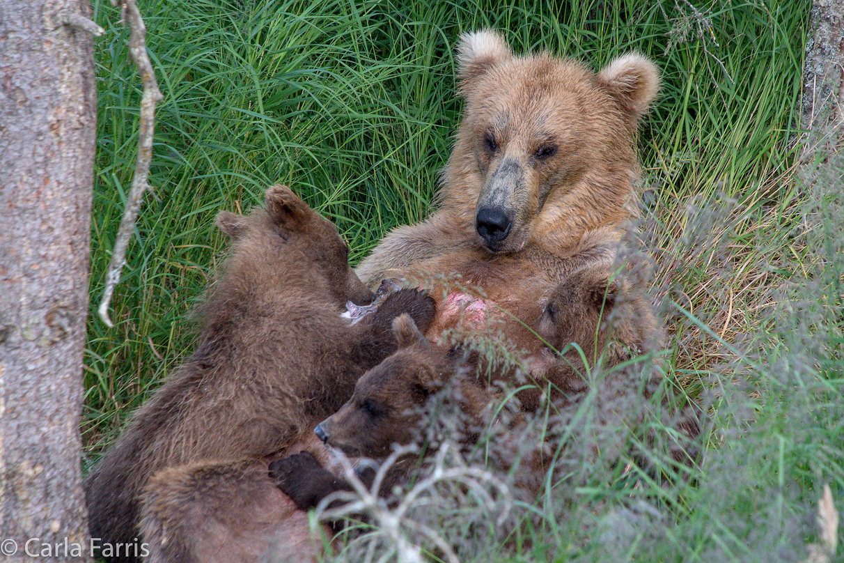 Grazer (128) & cubs