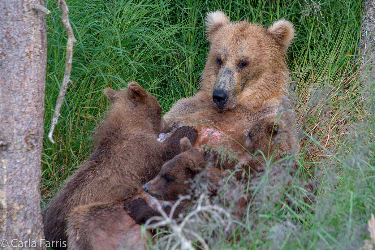 Grazer (128) & cubs