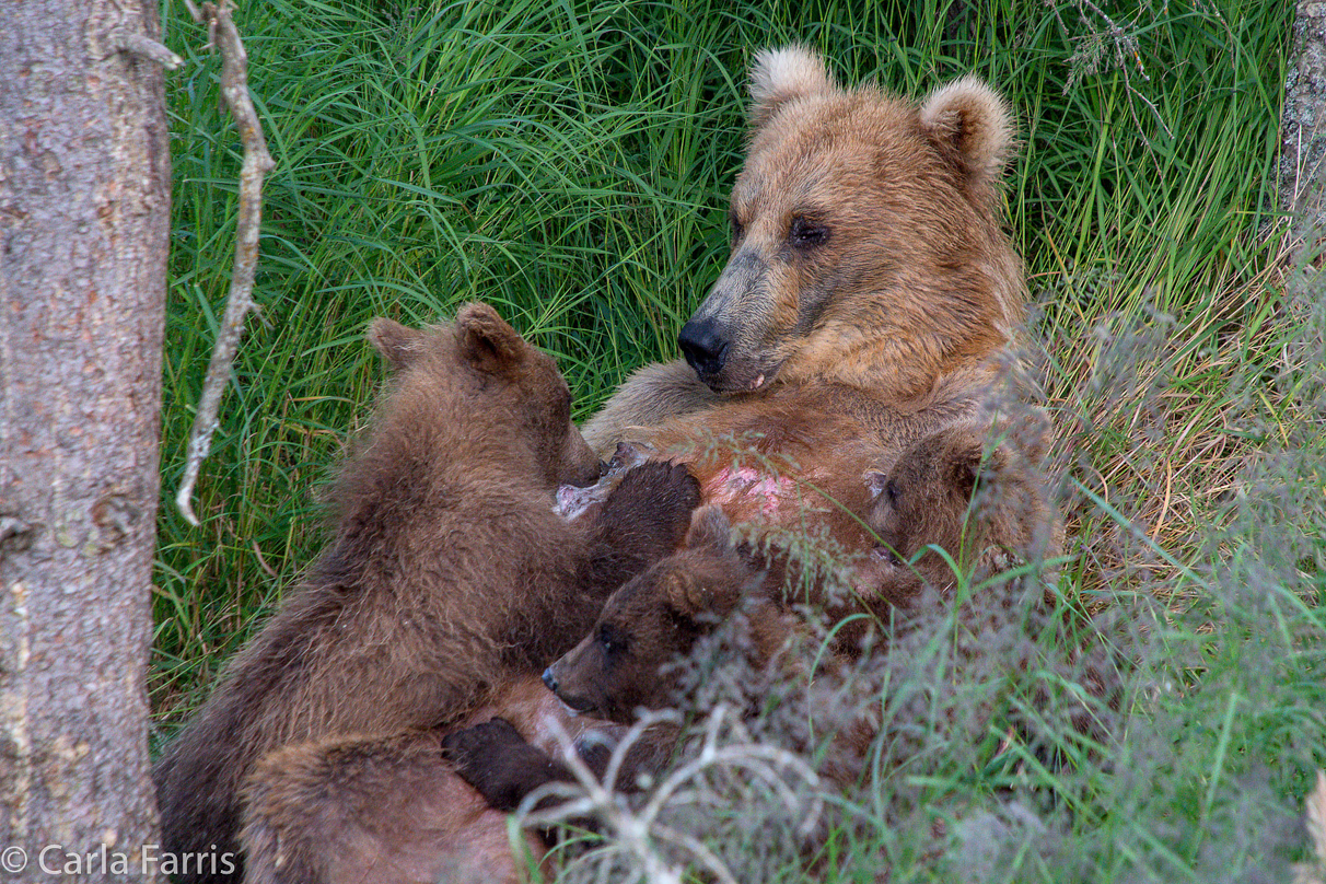 Grazer (128) & cubs