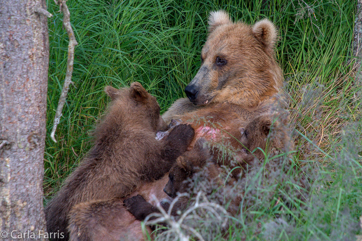 Grazer (128) & cubs