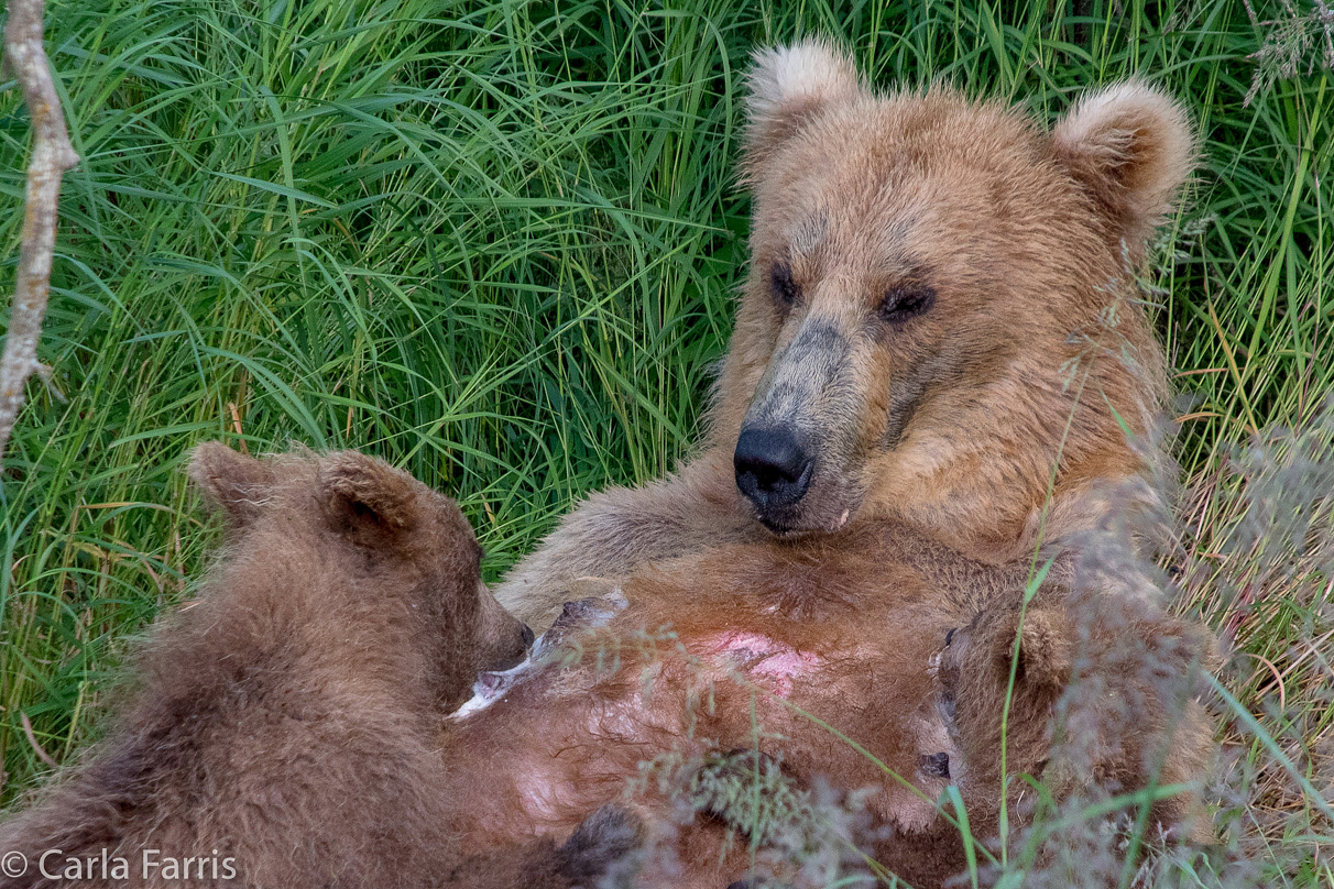 Grazer (128) & cubs