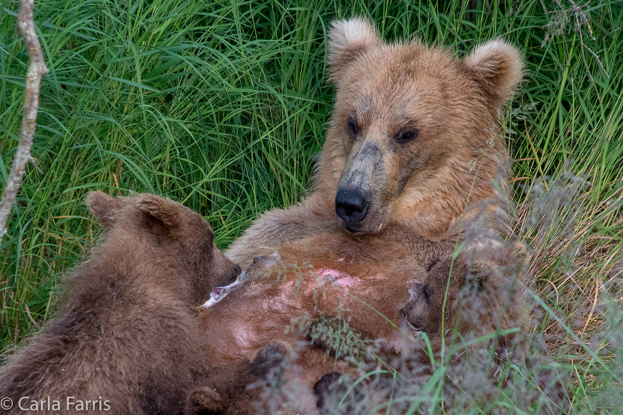 Grazer (128) & cubs