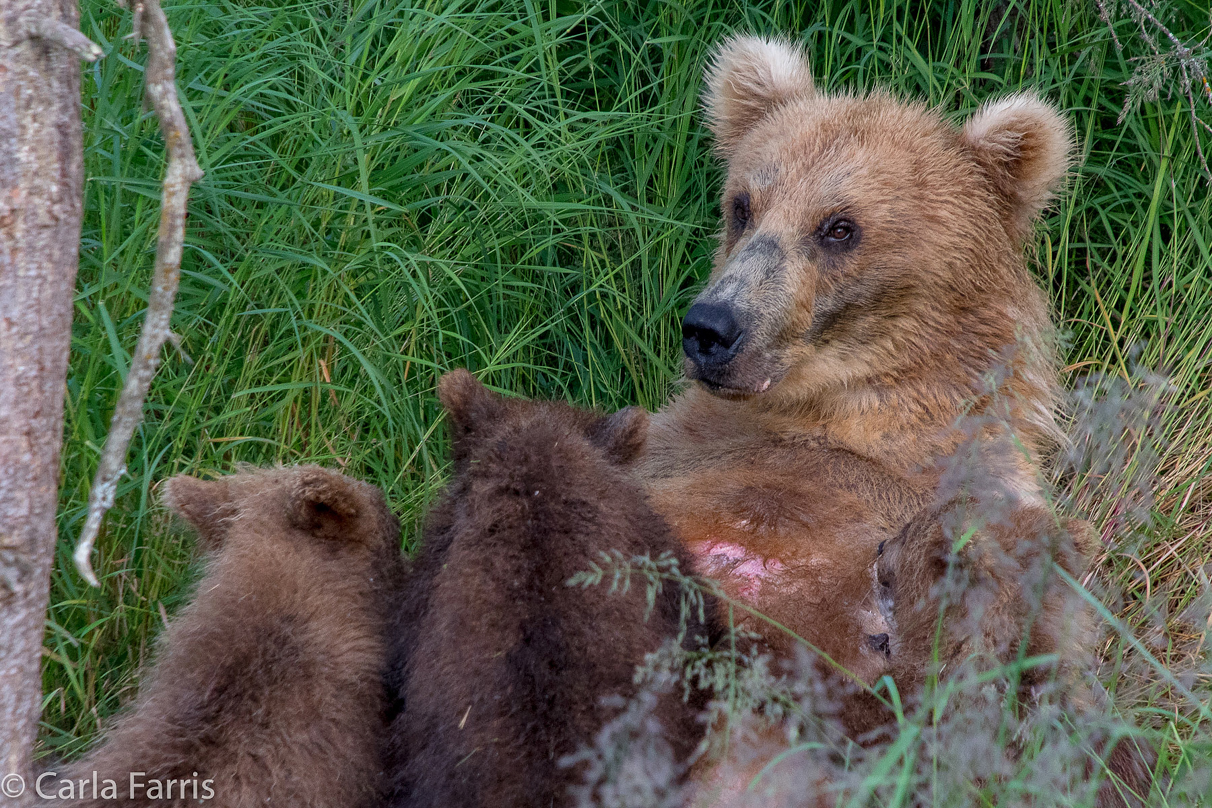 Grazer (128) & cubs