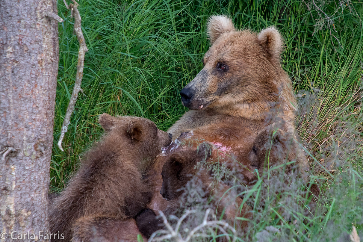 Grazer (128) & cubs