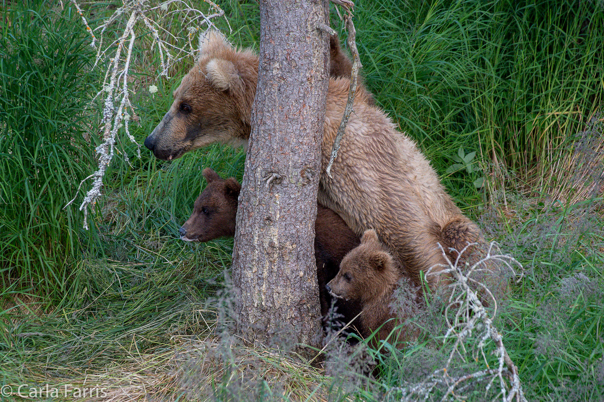 Grazer (128) & cubs