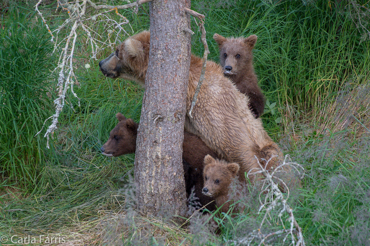 Grazer (128) & cubs