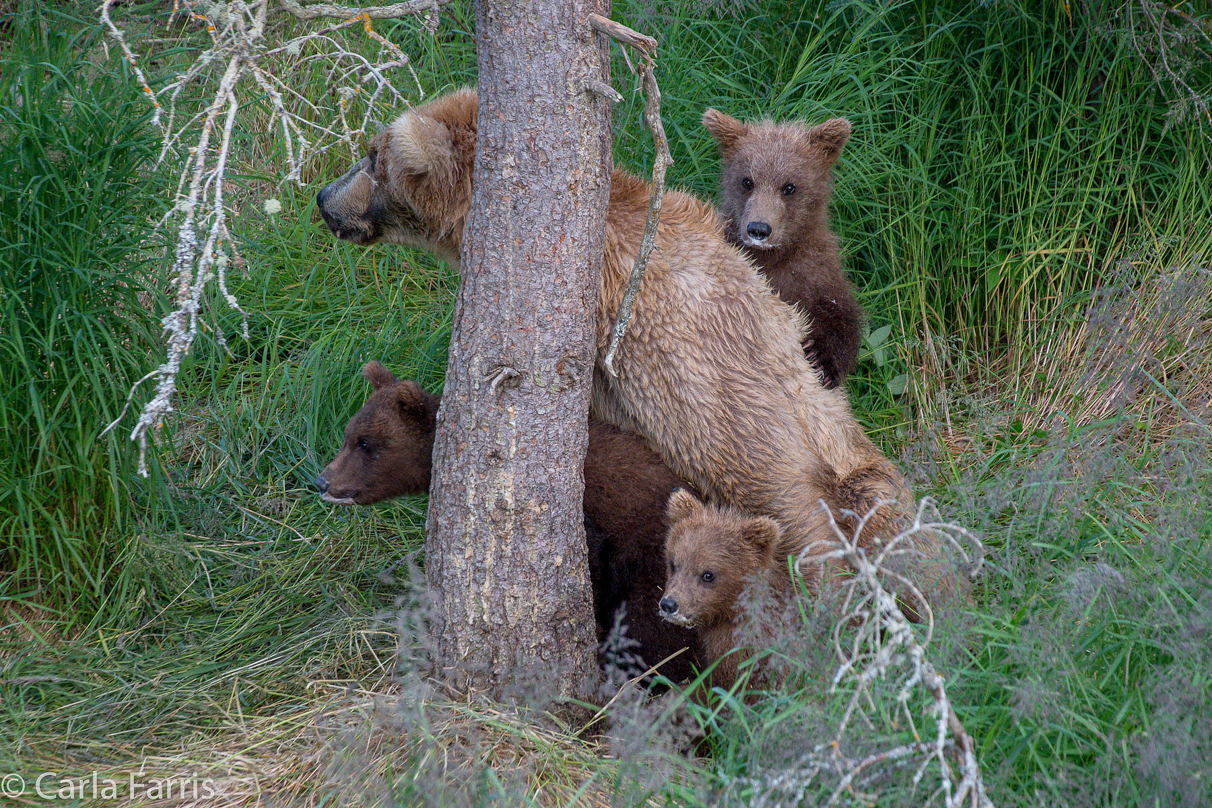 Grazer (128) & cubs