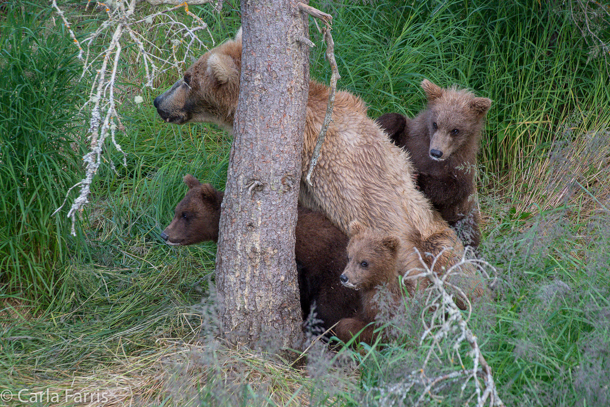 Grazer (128) & cubs