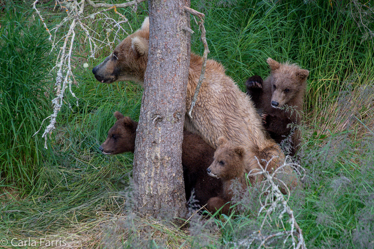 Grazer (128) & cubs