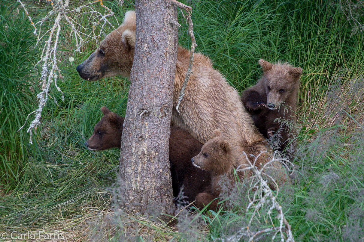 Grazer (128) & cubs