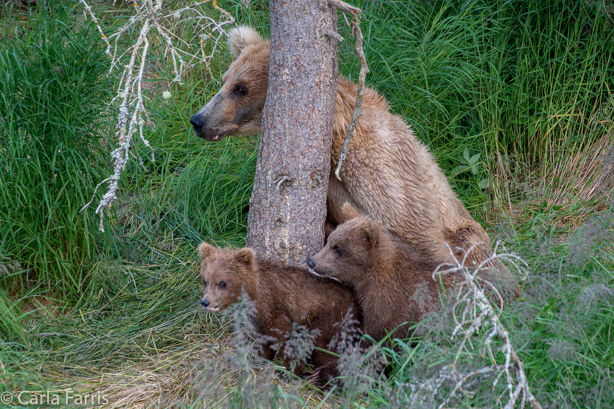 Grazer (128) & cubs