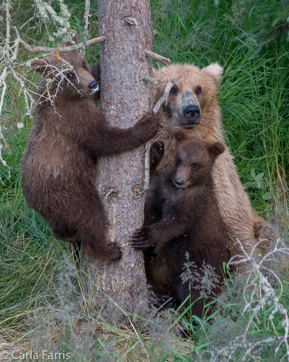 Grazer (128) & cubs