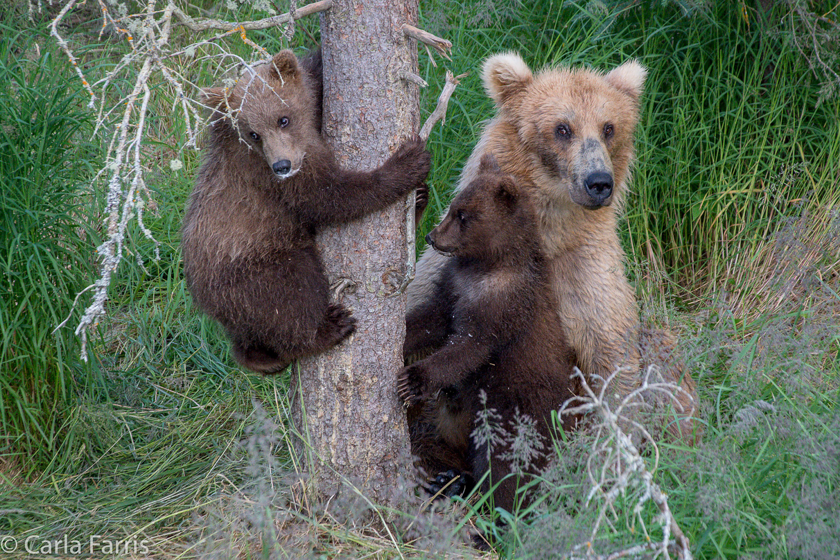 Grazer (128) & cubs