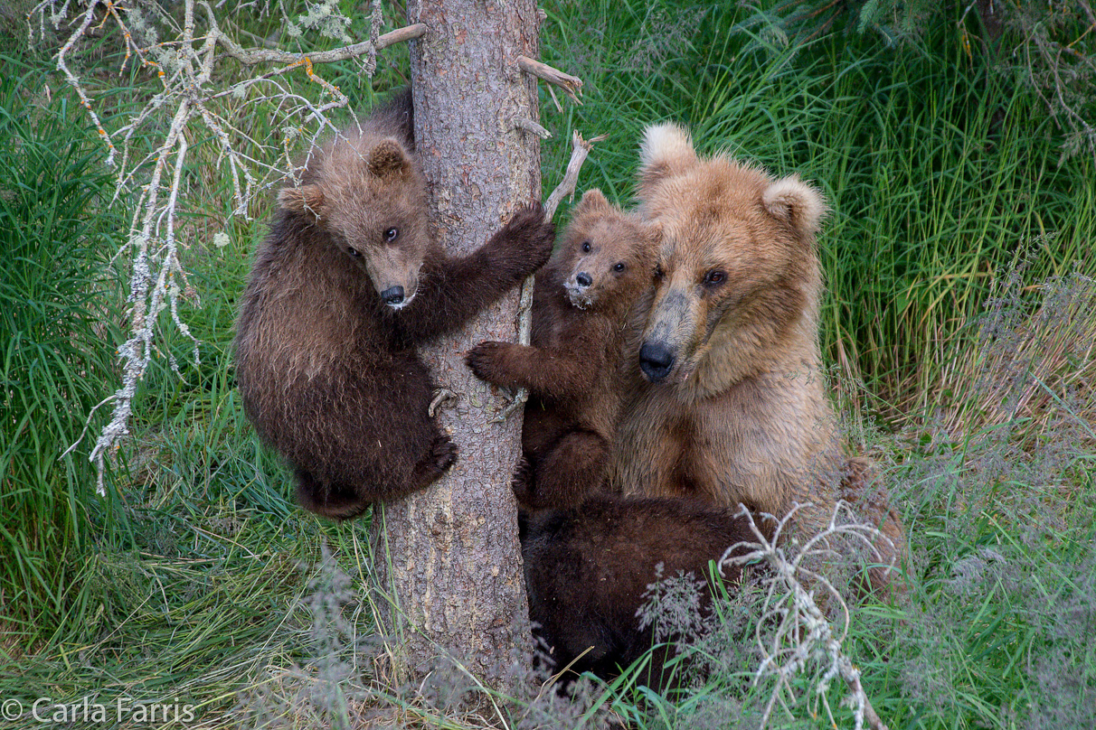 Grazer (128) & cubs