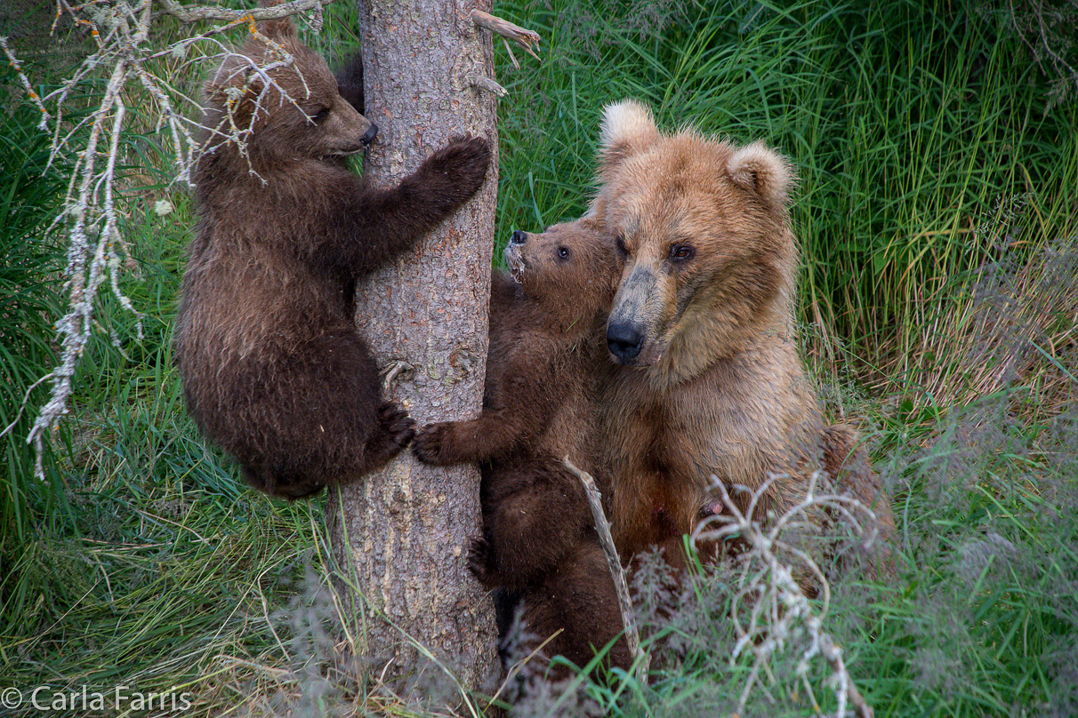 Grazer (128) & cubs