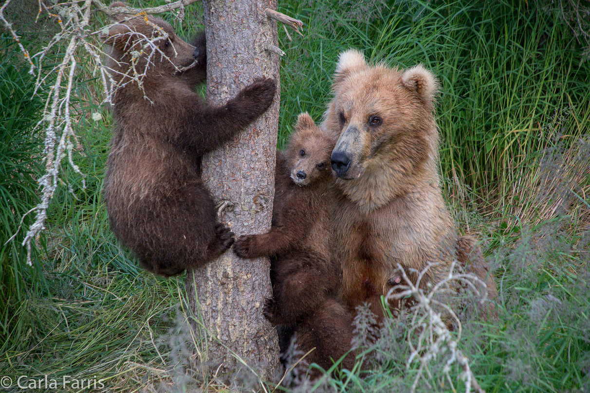 Grazer (128) & cubs